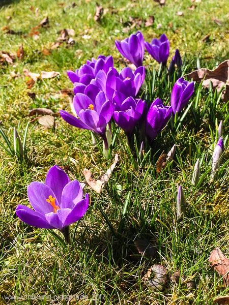 blaue Krokusse