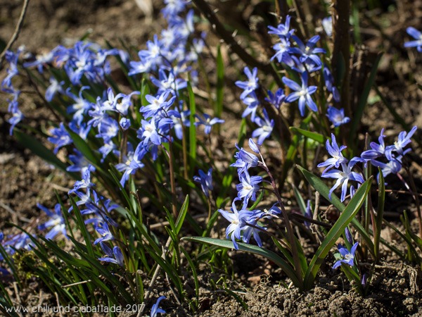 Scilla