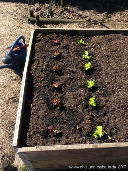 Erster Salat im Hochbeet