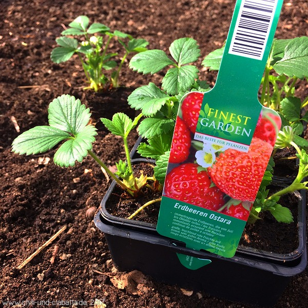 Erdbeeren Ostara