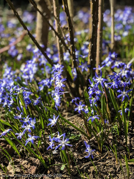 Scillen im Garten
