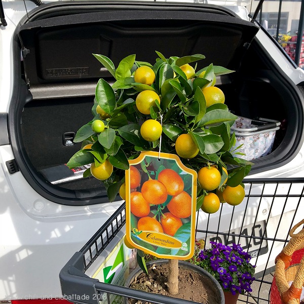 Calamondino/Calamansi