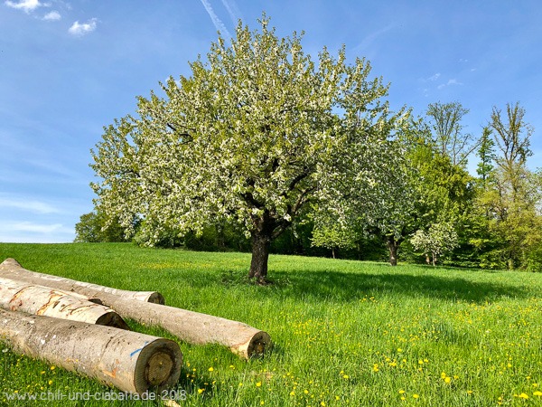 Apfelbaum