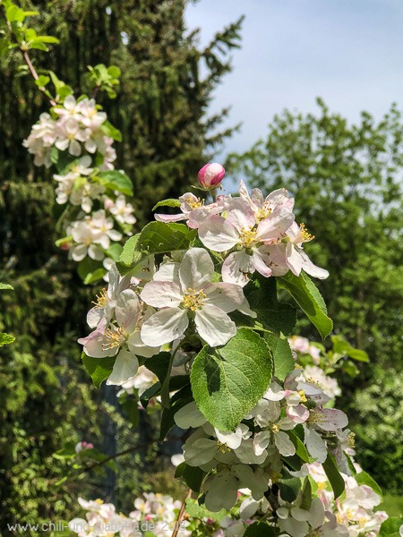 Apfelblüte