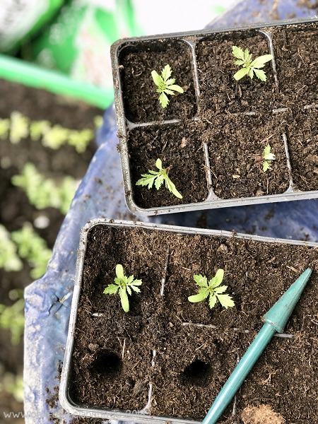 Tagetes pikieren