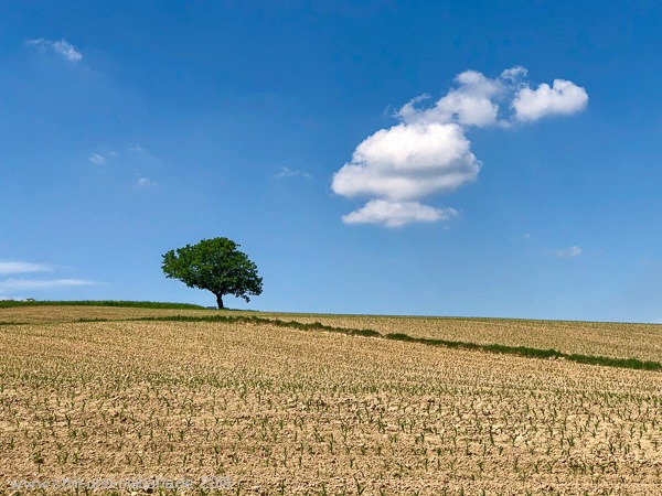 Solitärbaum beim Gunthersteig