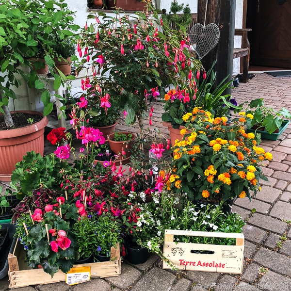 Blumenkauf