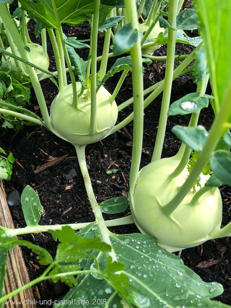 Kohlrabi