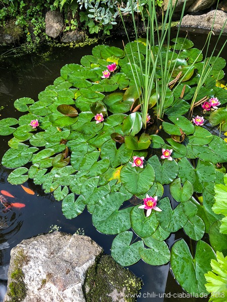 blühende Teichrose