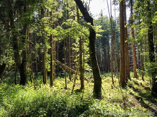 Waldrunde
