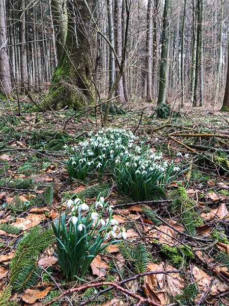 Frühlingsblüher