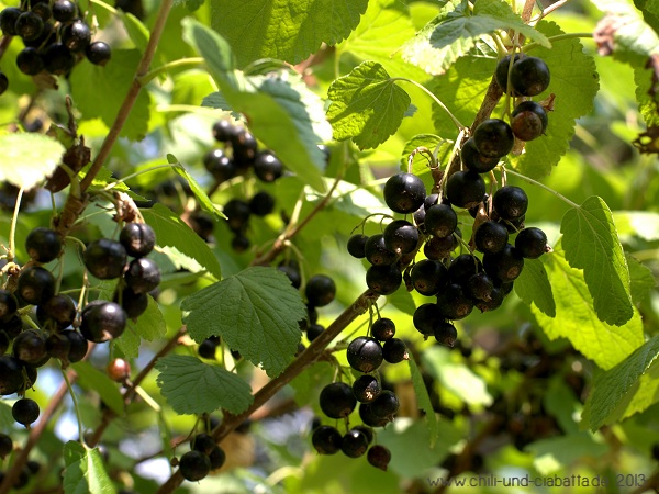 schwarze Johannisbeeren