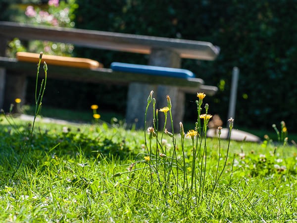 Blumenwiese 