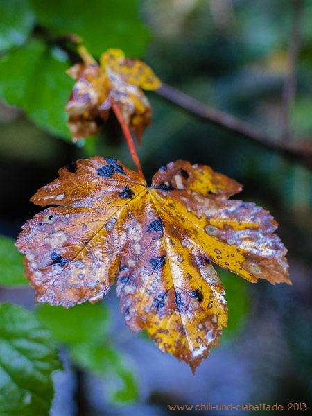 Herbstblatt im Regen