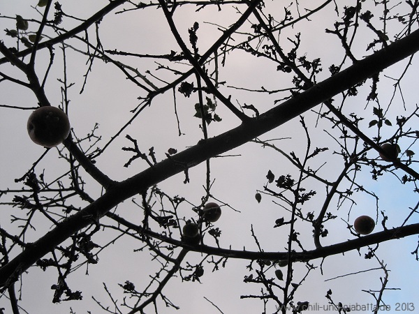 letzte Äpfel am Baum