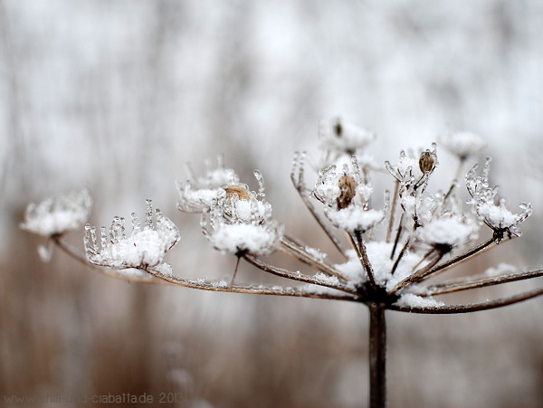 Eisblumen