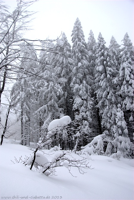 Schneeschuhtour Arberhochstr. - Drachenfliegerschanze 