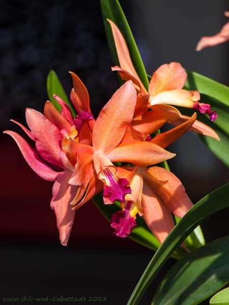 Orchidee