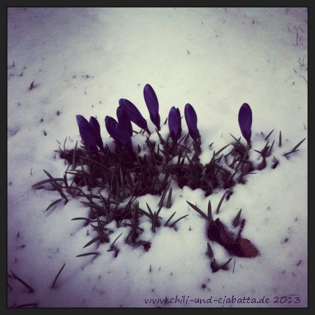 Krokusse im Schnee