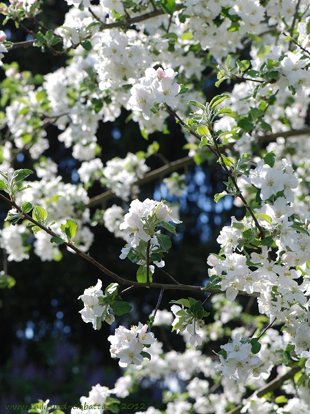 Blüte Boskoop Mai 2012